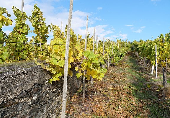 Umgeben von Weinreben