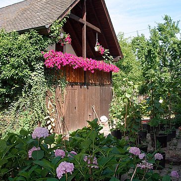 BalkonFuchsappartement