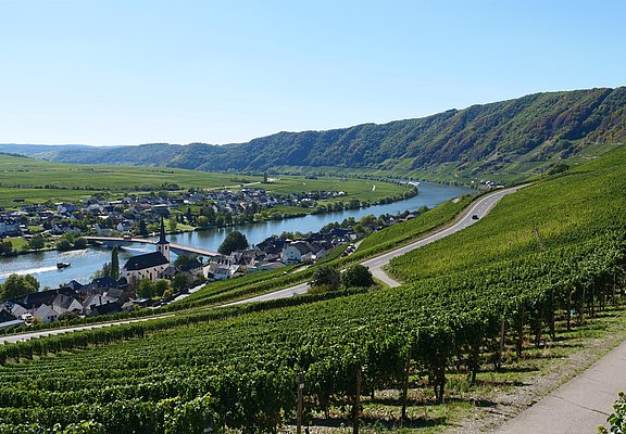 Aussicht auf Piesport an der Mosel
