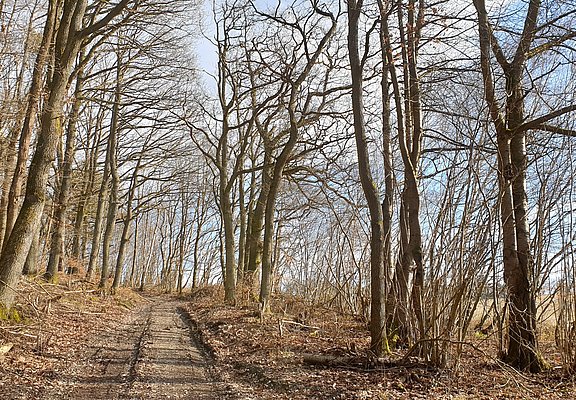 Waldweg entlang der Strecke