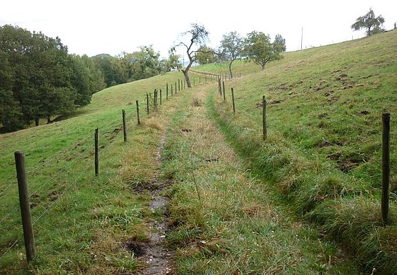 Wiesenweg durch Weideflächen mit alten Obstbäumen am Sirzenicher Bach