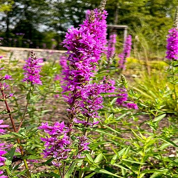 Blumen im Kurpark