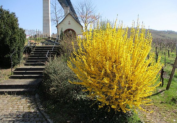 Altkirch in den Weinbergen