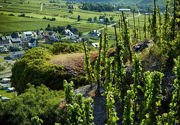 Weinfeste an der Mosel