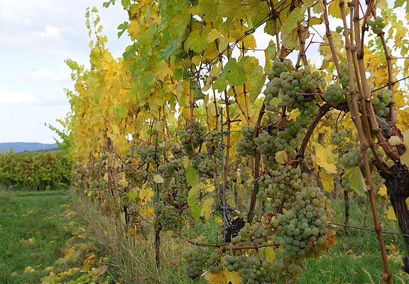 Weintrauben an Reben an der Mosel