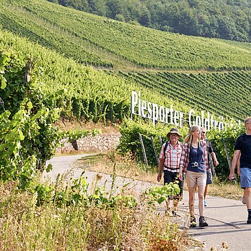 Wandern durch die Lage "Piesporter Goldtröpfchen"