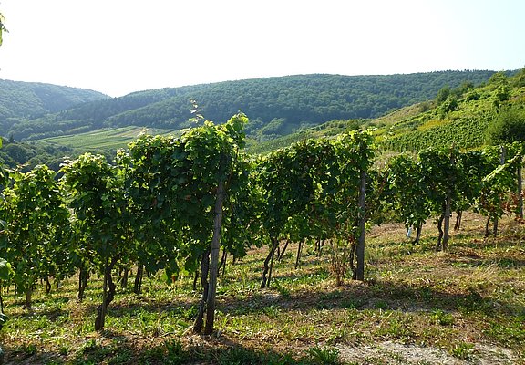 Reben im Weinberge