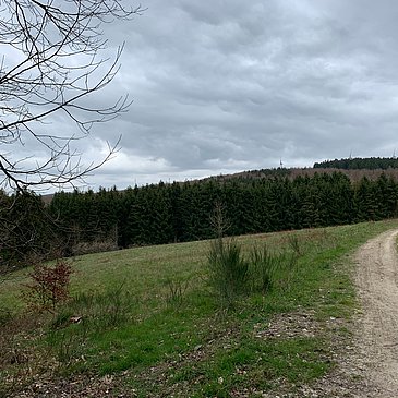 Wald- und Wiesenlandschaft