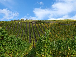Weinreben an der Mosel