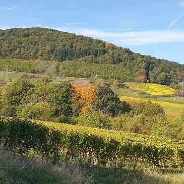 Wald- und Wiesenlandschaft