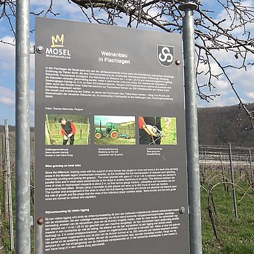 Informationstafel zum Weinbau