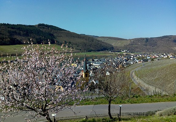 Blick auf Zeltingen-Rachtig aus dem Sortengarten