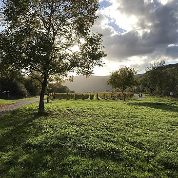 Radweg Brauneberg
