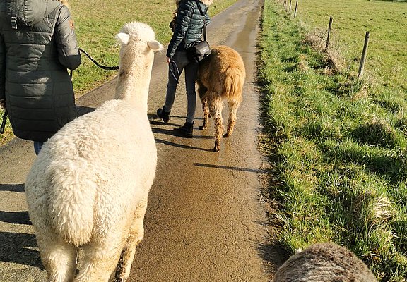 Wandern mit Alpakas im Weinberg