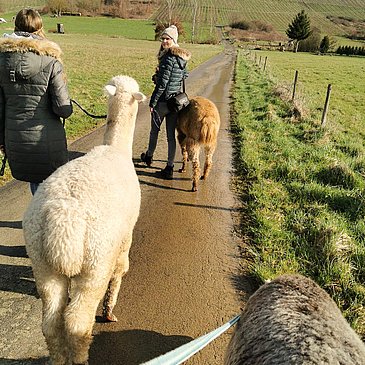 Wandern mit Alpakas im Weinberg