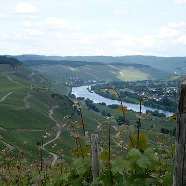 Moselblick 1