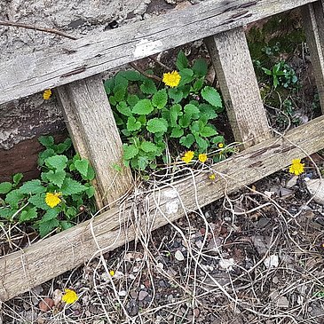 Impressionen am Wegesrand Esch