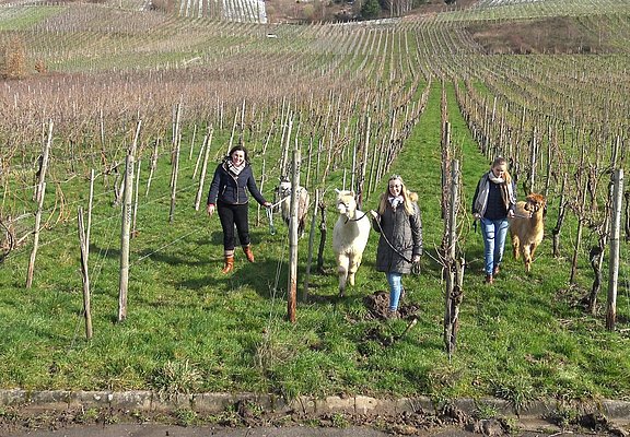 Wandern mit Alpakas