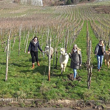 Wandern mit Alpakas