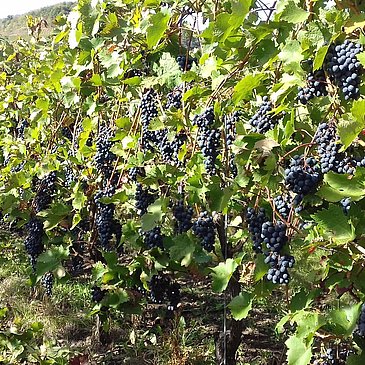 Wingert