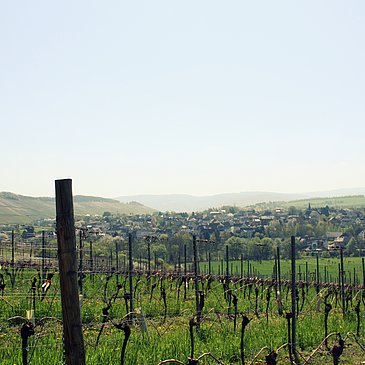 Aussicht auf Weinberge vom Kloster Siebenborn