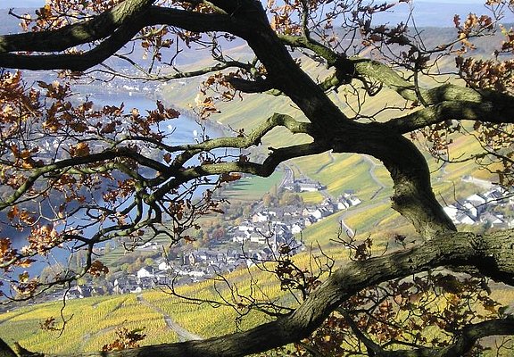 Herbstimpressionen über der Mosel