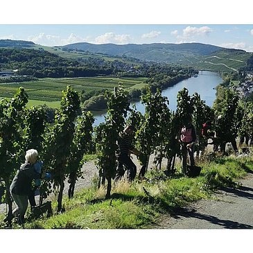 Weinlese mit Aussicht auf die Mosel
