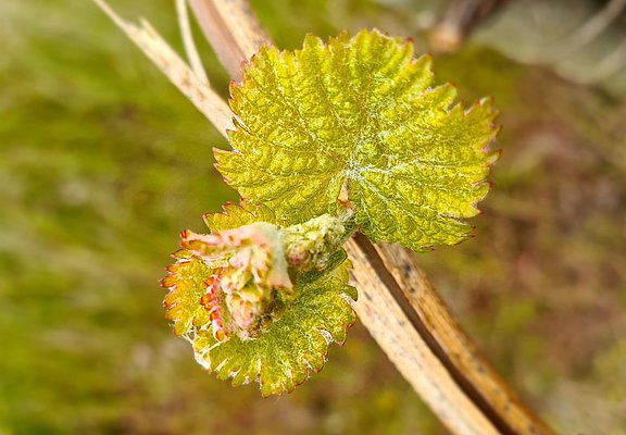 Weinrebe