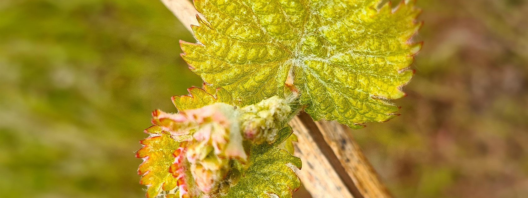 Weinrebe