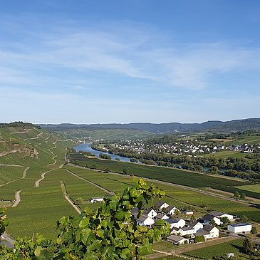 Blick auf die Weinberge, Kesten und Brauneberg