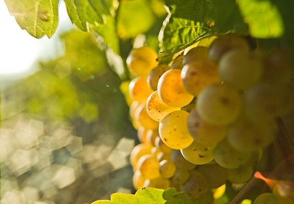 Rieslingtraube Brauneberger Juffer