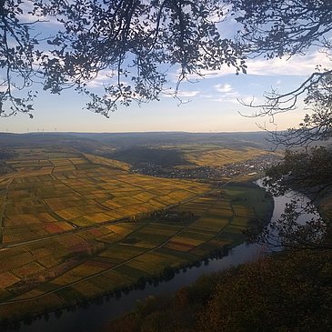 Goldener Herbst an der Mosel