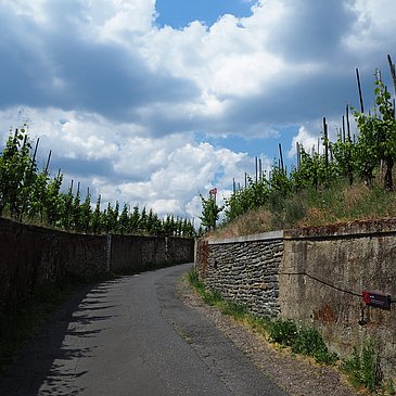 Anstieg durch die Weinberge