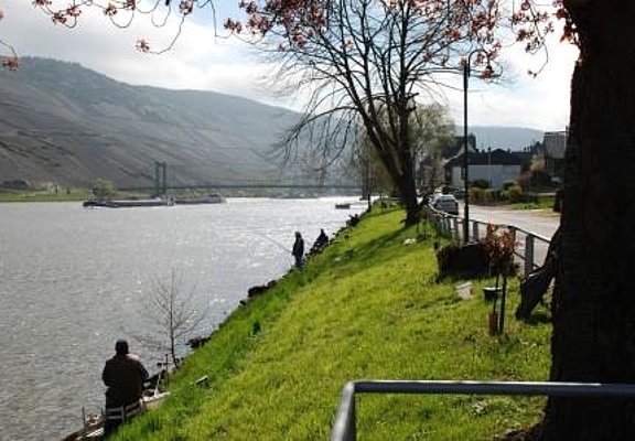 Moselufer in Wehlen im Radurlaub