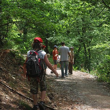 Waldweg entlang der Strecke