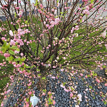 Spring in Zeltingen-Rachtig