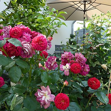 Terrasse_2024