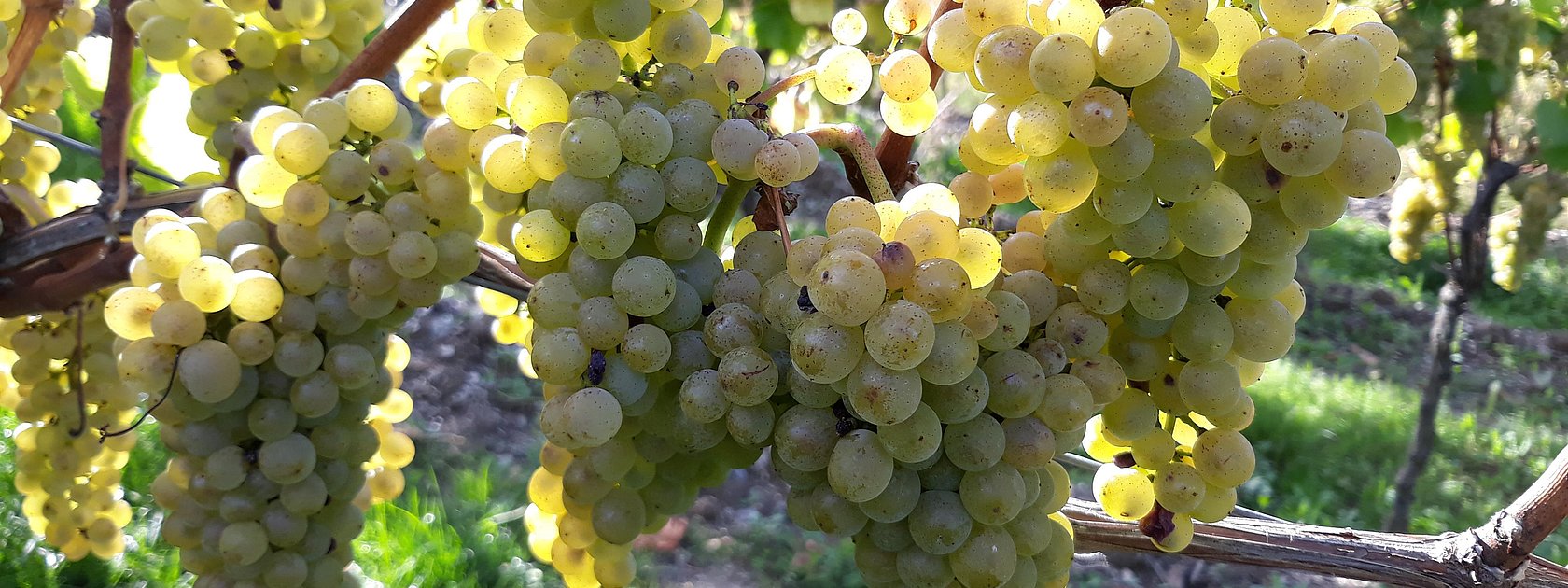 Trauben im Weinberg