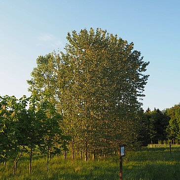 Schöner, großer Baum