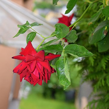 Blumen
