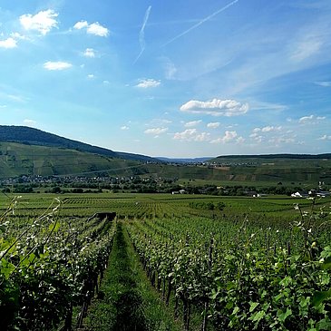 Brauneberger Weinberge